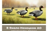 В Ямало-Ненцком АО изменили сроки весенней охоты