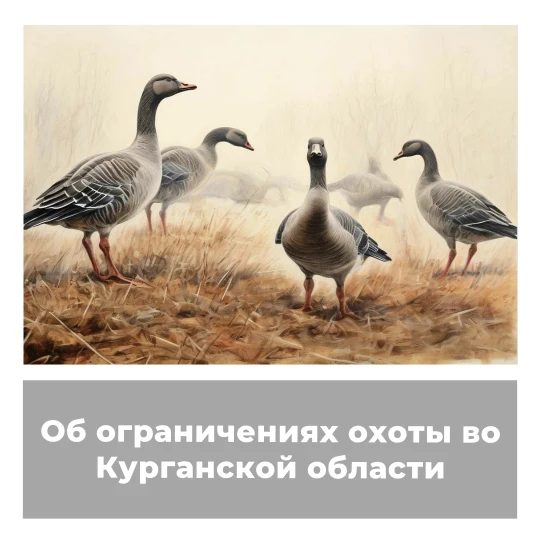Об ограничениях охоты в Курганской области