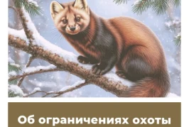 Об ограничениях охоты в Забайкальском крае