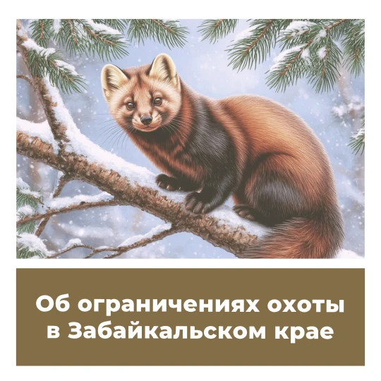 Об ограничениях охоты в Забайкальском крае