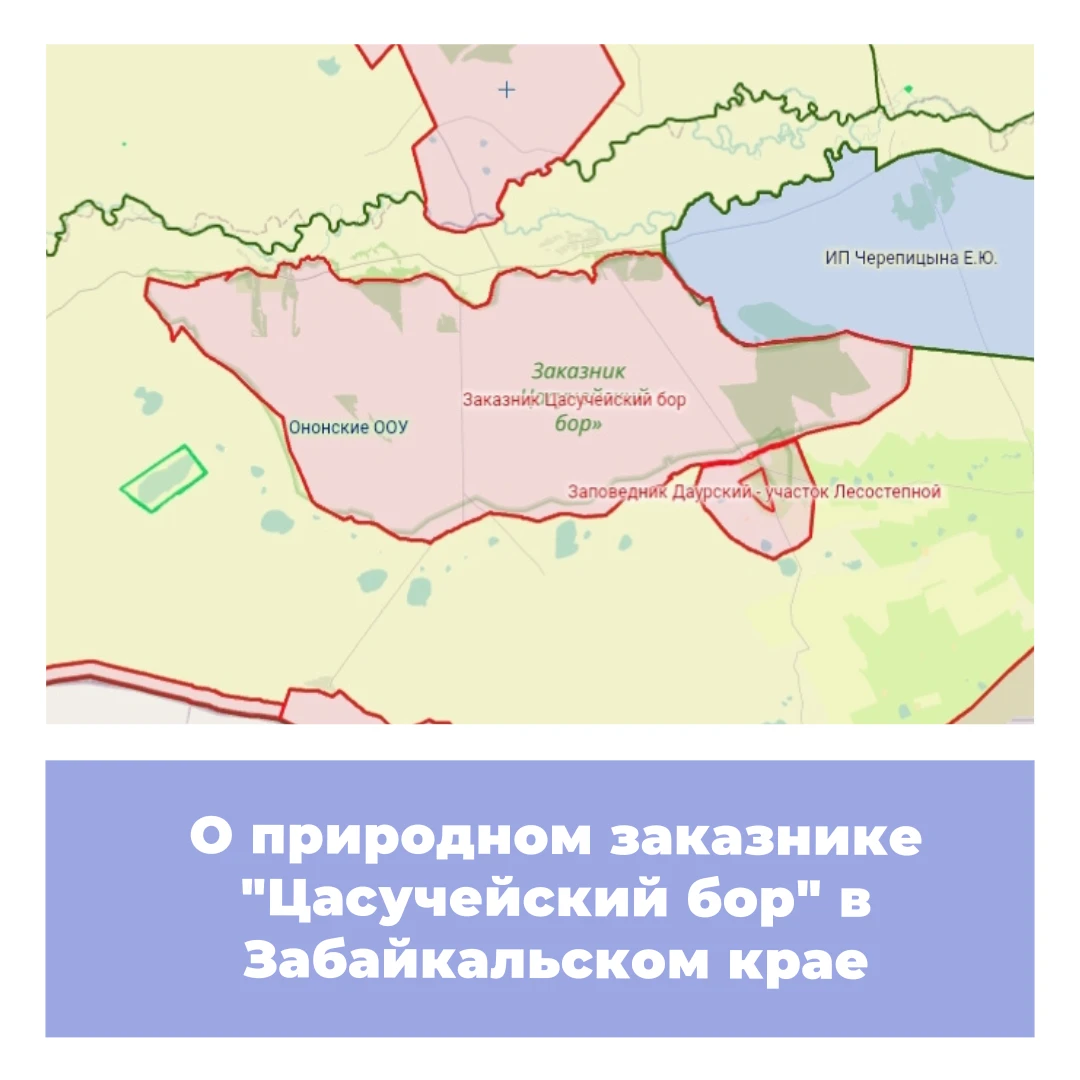 О природном с заказнике «Цасучейский бор» в Забайкальском крае