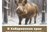 В Хабаровском крае продлен запрет охоты на кабана