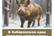 В Хабаровском крае продлен запрет охоты на кабана