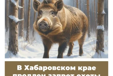 В Хабаровском крае продлен запрет охоты на кабана
