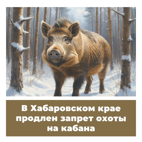 В Хабаровском крае продлен запрет охоты на кабана
