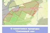 О памятнике природы «Сосновый лес разных возрастов» в Республике Мордовия