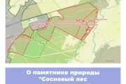 О памятнике природы «Сосновый лес разных возрастов» в Республике Мордовия