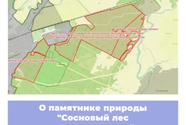 О памятнике природы «Сосновый лес разных возрастов» в Республике Мордовия