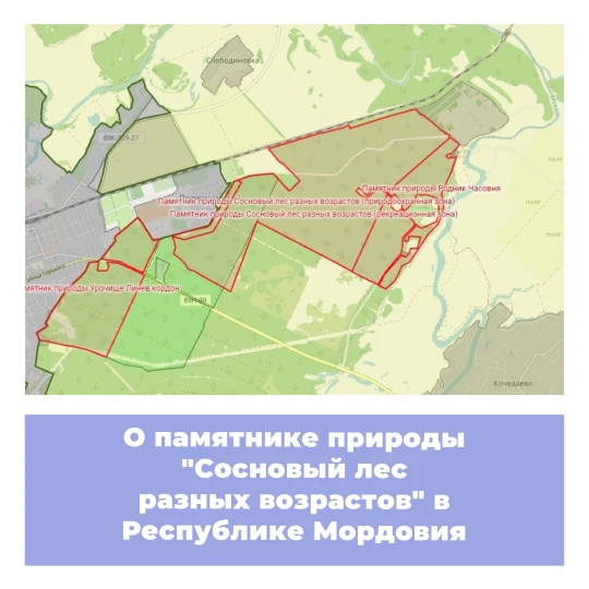 О памятнике природы «Сосновый лес разных возрастов» в Республике Мордовия