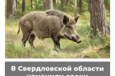 В Свердловской области изменили сроки охоты на кабана