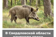 В Свердловской области изменили сроки охоты на кабана