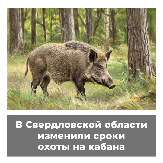 В Свердловской области изменили сроки охоты на кабана