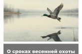О сроках весенней охоты в Орловской области