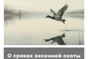 О сроках весенней охоты в Орловской области