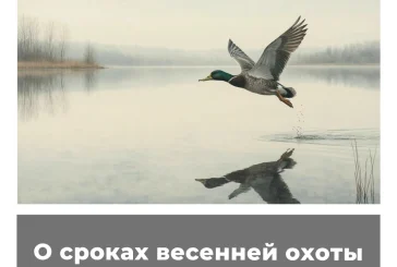 О сроках весенней охоты в Орловской области