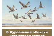 В Курганской области установлен запрет охоты